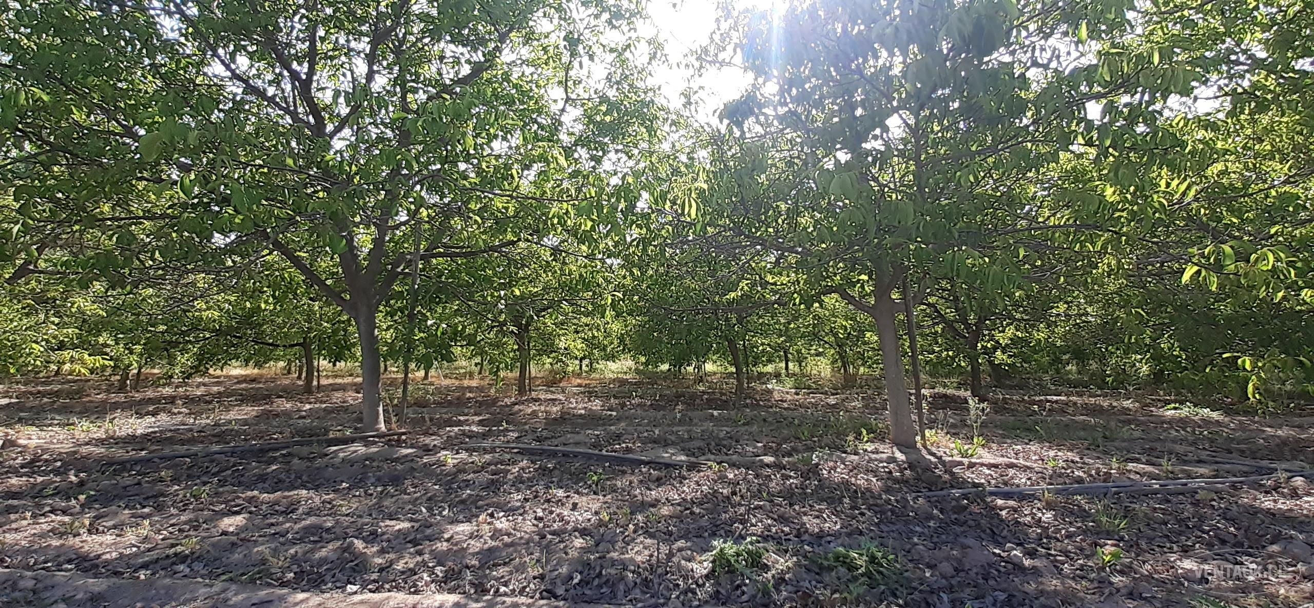 Oportunidad Terrenos Santa Rita